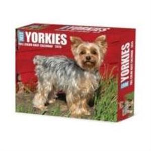 Yorkies 2025 6.2 X 5.4 Box Calendar by Willow Creek Press