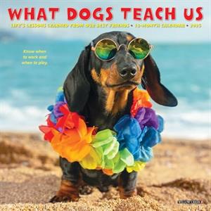 What Dogs Teach Us 2025 7 X 7 Mini Wall Calendar by Willow Creek Press