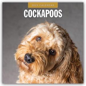 Cockapoos 2025 Square Wall Calendar by Red Robin