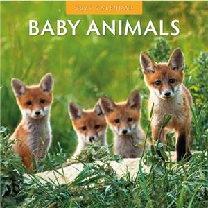 Baby Animals 2025 Square Wall Calendar by Red Robin