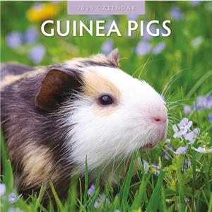 Guinea Pigs 2025 Square Wall Calendar by Red Robin