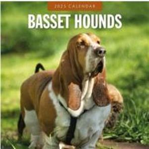 Basset Hounds 2025 Square Wall Calendar by Red Robin