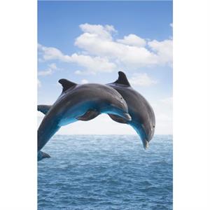 Dolphins Blank Journal by TBD