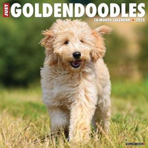 Just Goldendoodles 2025 12 X 12 Wall Calendar by Willow Creek Press