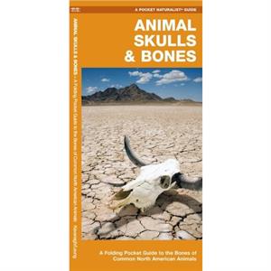 Animal Skulls  Bones by Kavanagh & JamesPress & Waterford