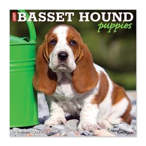 Just Basset Hound Puppies 2025 12 X 12 Wall Calendar by Willow Creek Press