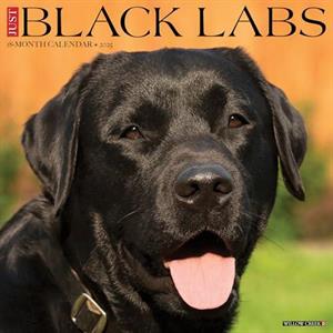 Just Black Labs 2025 12 X 12 Wall Calendar by Willow Creek Press