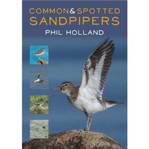 Common and Spotted Sandpipers by Phil Holland