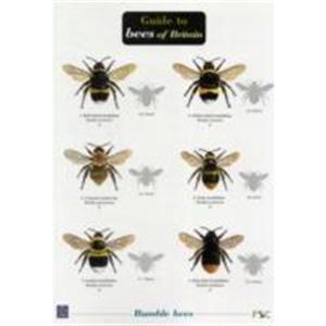 Bees of Britain by Chris OToole