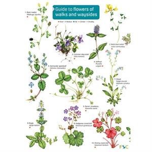 Guide to flowers of walks and waysides by Rebecca FarleyBrown