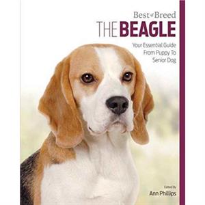 Beagle by Ann Phillips