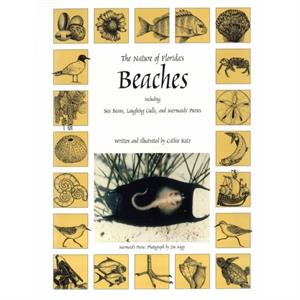 The Nature of Floridas Beaches by Cathie Katz