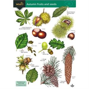 Autumn fruits and seeds by Simon Norman