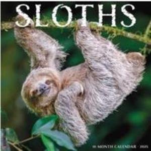 Sloths 2025 12 X 12 Wall Calendar by Willow Creek Press